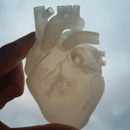 Anatomical Heart